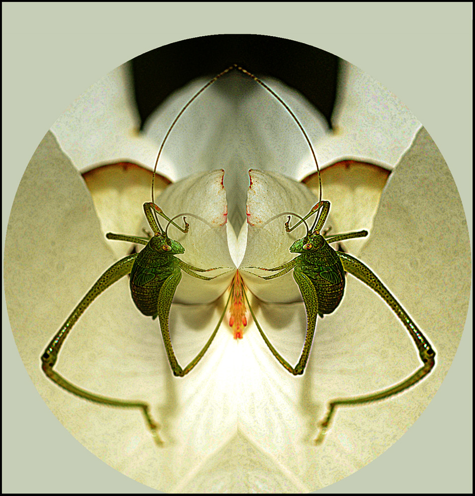 grasshopper-#1.jpg