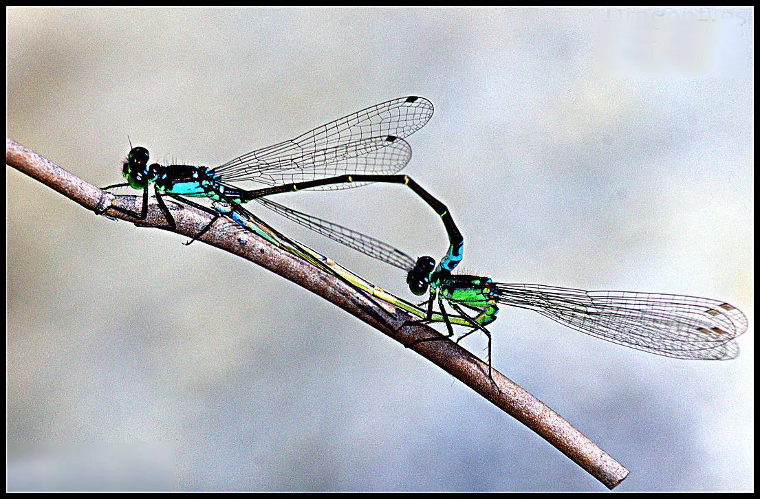 DragonFlies #2.jpg