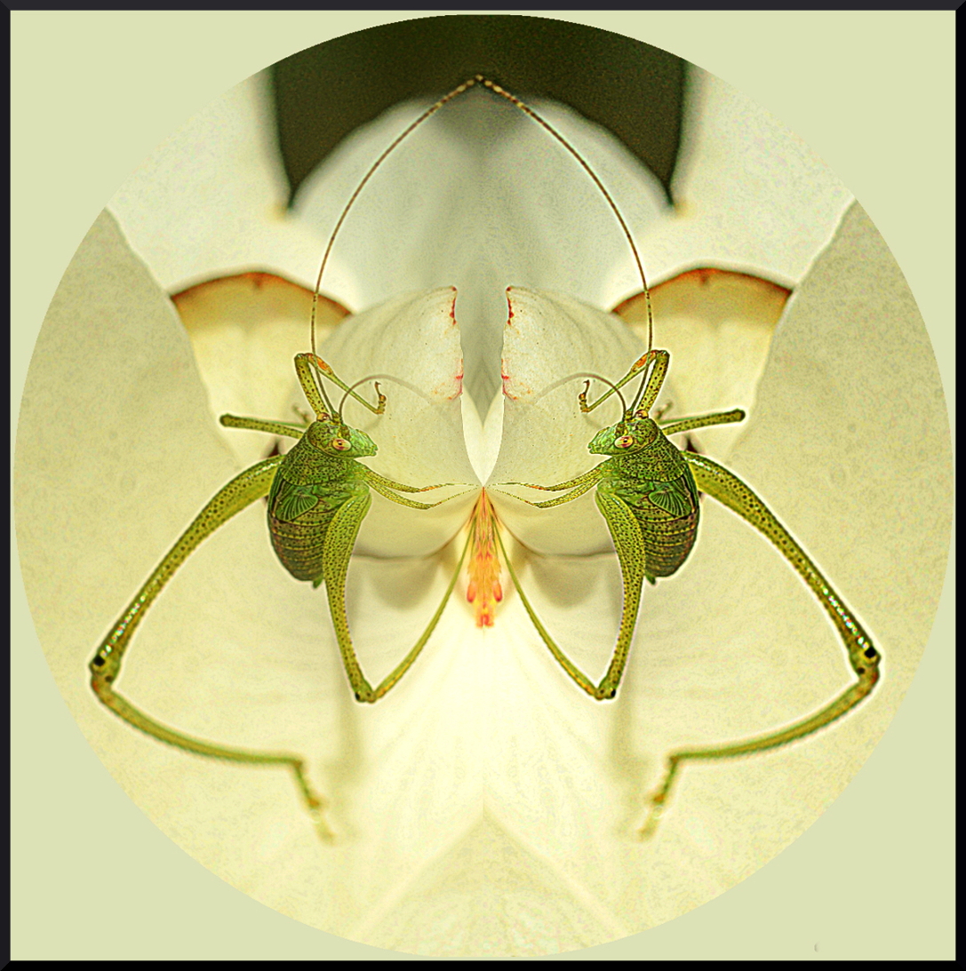 grasshopper-DSC_7395 16x20-density.jpg