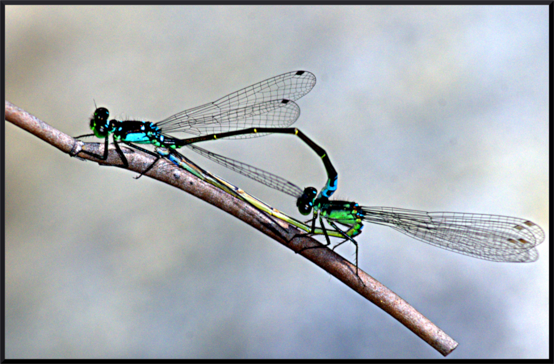 DragonFlies_DSC_3613.jpg