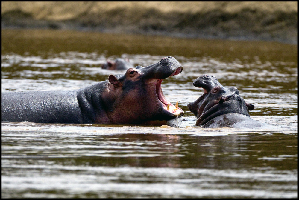 WILDLIFE #2 BENCAI GONG Title FIGHTING.jpg