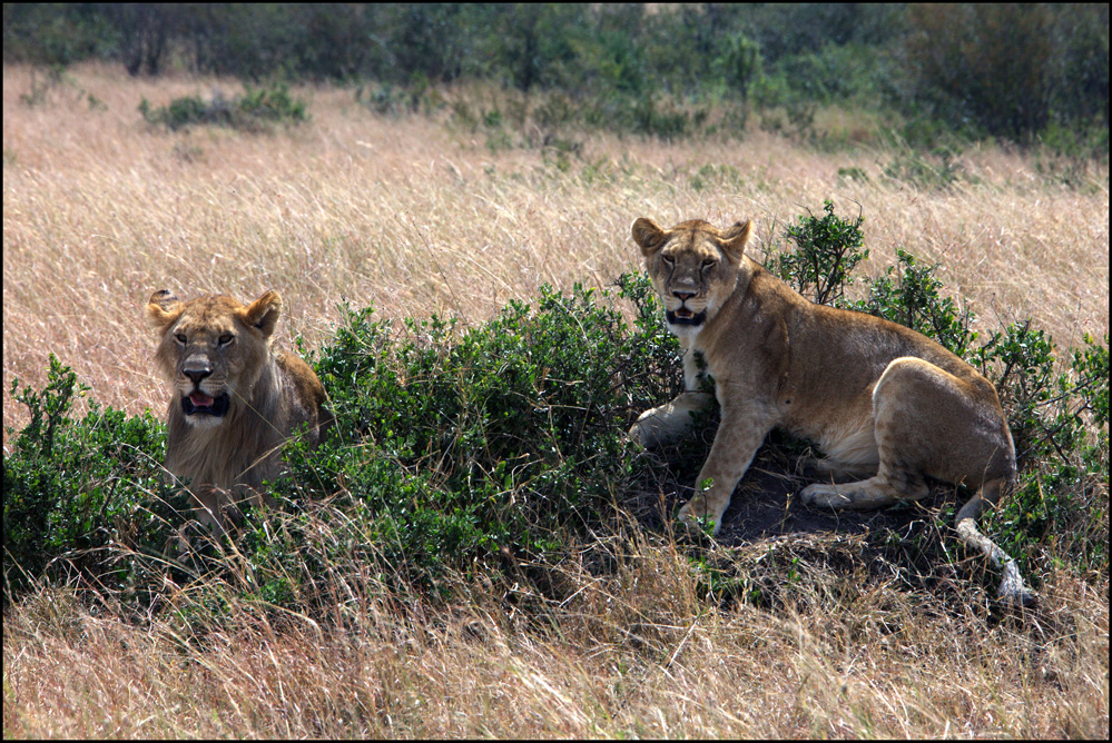 WILDLIFE #3 BENCAI GONG Title A GOOD COUPLE.jpg