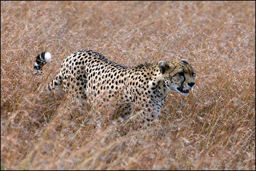 WILDLIFE #4 BENCAI GONG Title Waiting.jpg