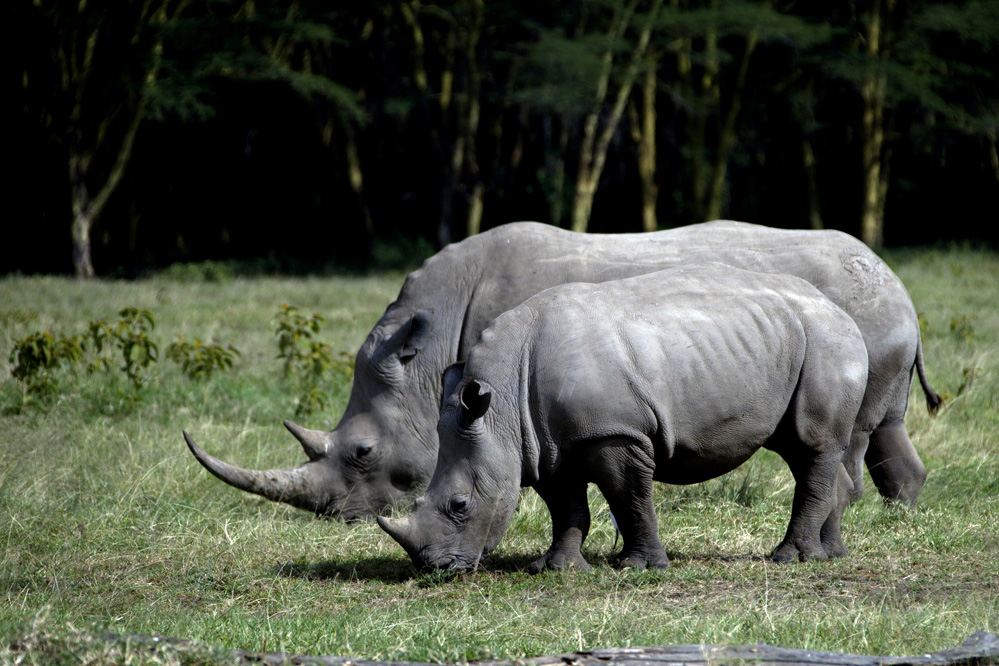 WILDLIFE #1 BENCAI GONG Title NICE COUPLE.jpg