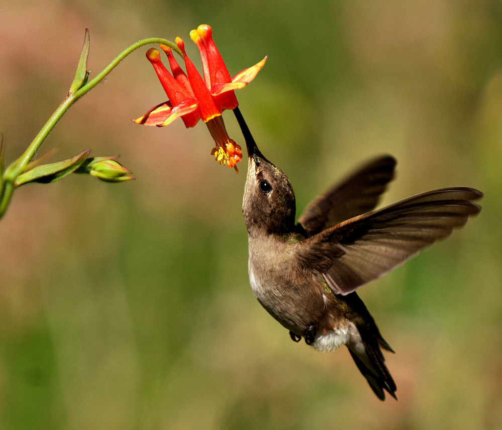 MY 4 BEST #2 THANH LAM Title Stretching Up for Nectar.jpg