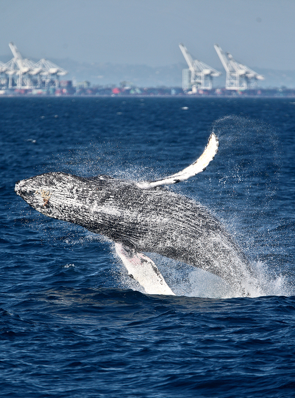 Nature1_071115HumpbackWhale_Breaching_LongBeach_6U2D8395.jpg