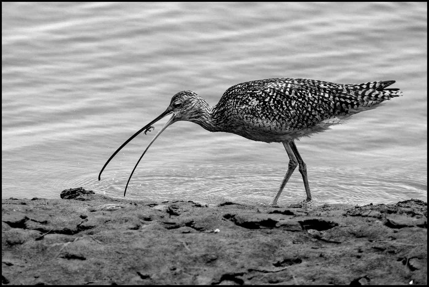 B&W #3  BENCAI GONG Title looking for food jpg.jpg