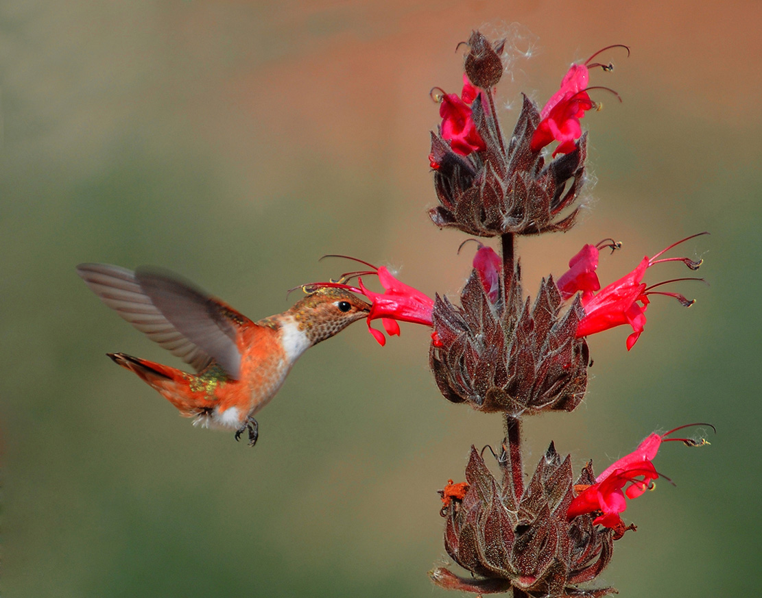 COLOR #3 THANH LAM Title Male Hummingbird Taking A Sip.jpg