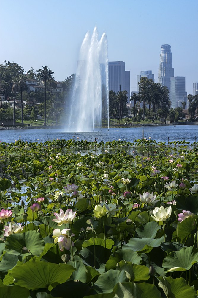 Echo Park Lotus 1.jpg