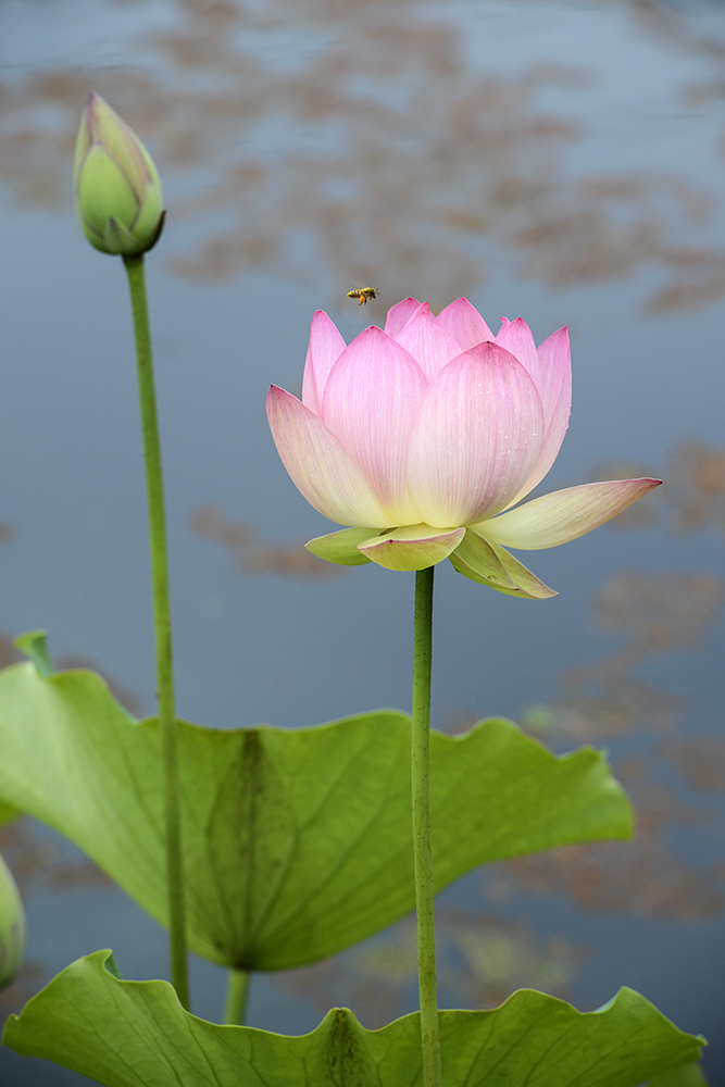 Echo Park Lotus 2.jpg