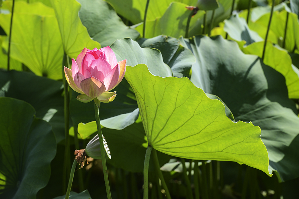 Echo Park Lotus 3.jpg