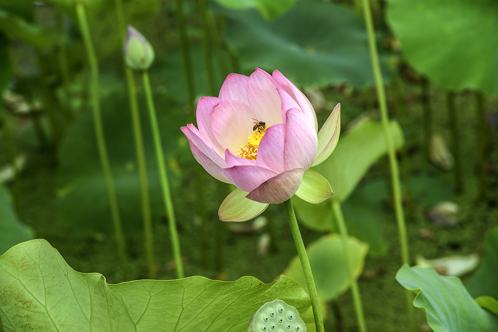 Echo Park Lotus 4.jpg