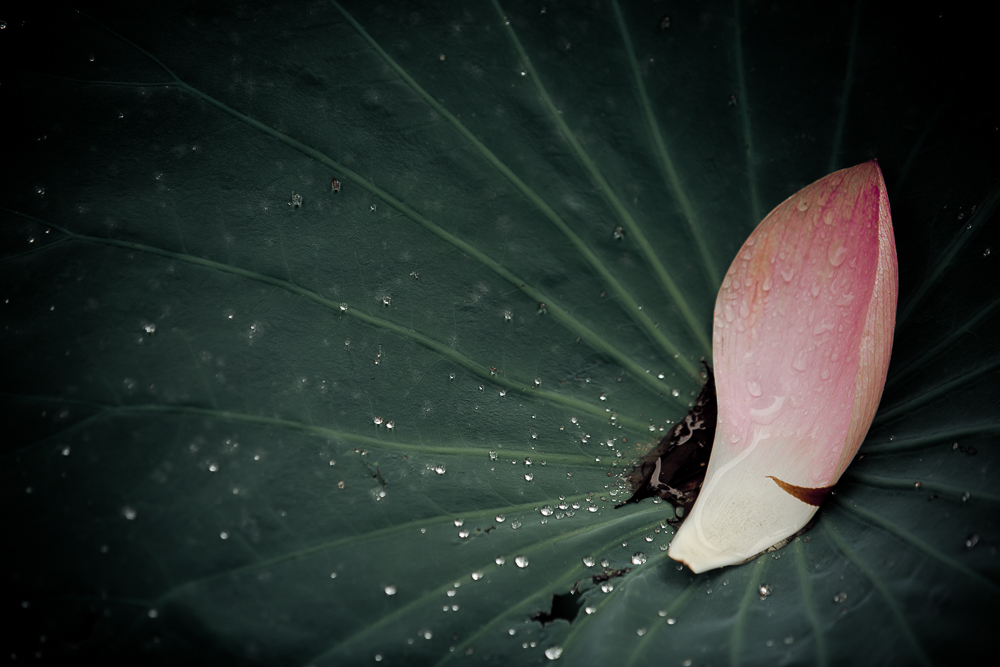 _R1A8561.jpg