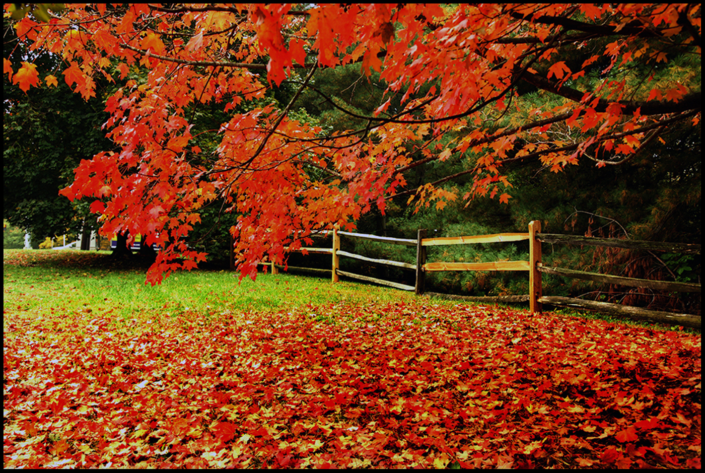NATURE #1 KY NGUYEN, TITLE ( Virginia Red leaves ).jpg