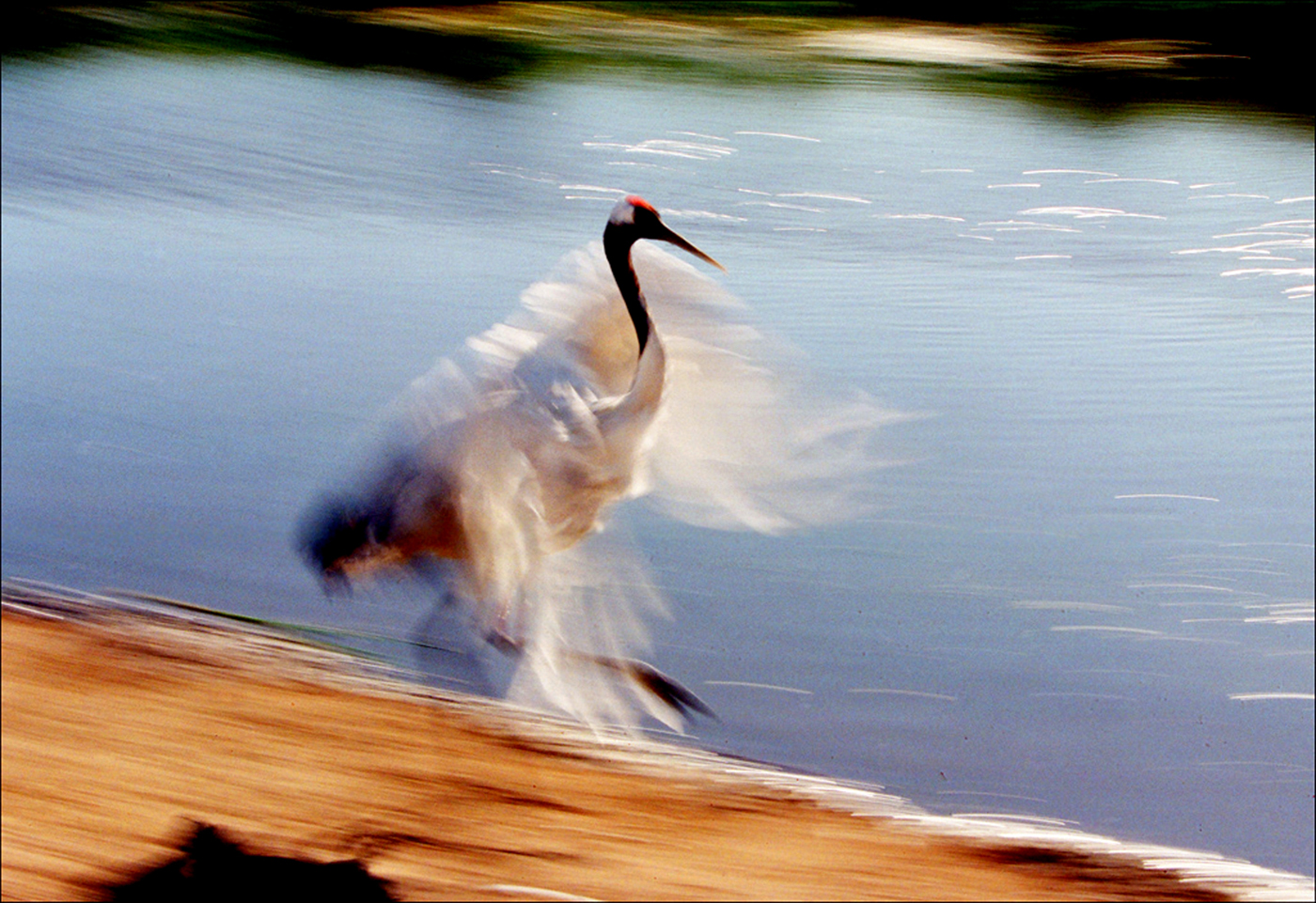 NATURE #3 QUOLIANG MA, Title ( DANCING ).jpg