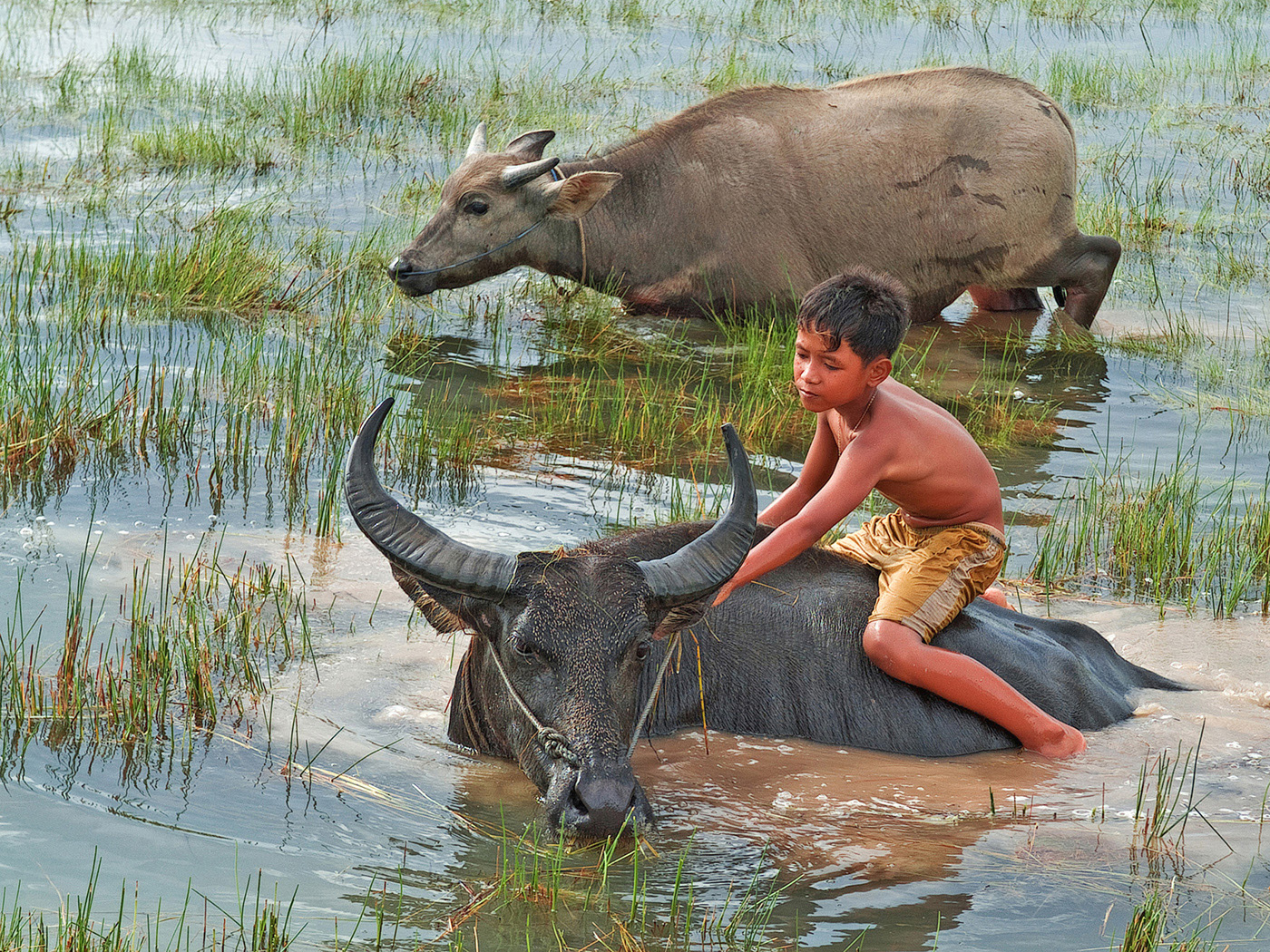 TRAVAL #1 THANH LAM, Title (The Boy and Water Buffalo ).jpg