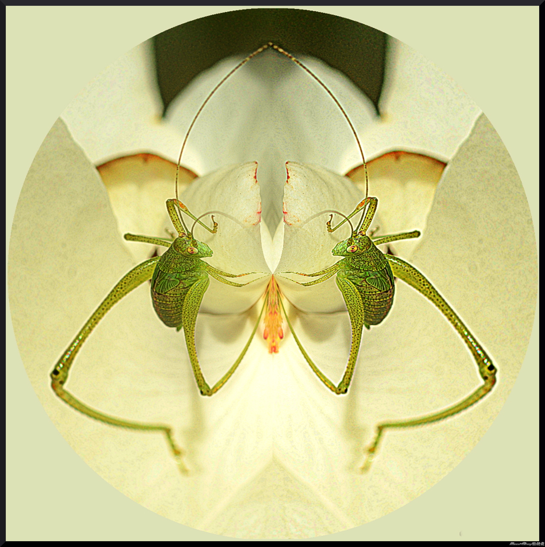 5 grasshopper-DSC_7395 16x20-density.jpg