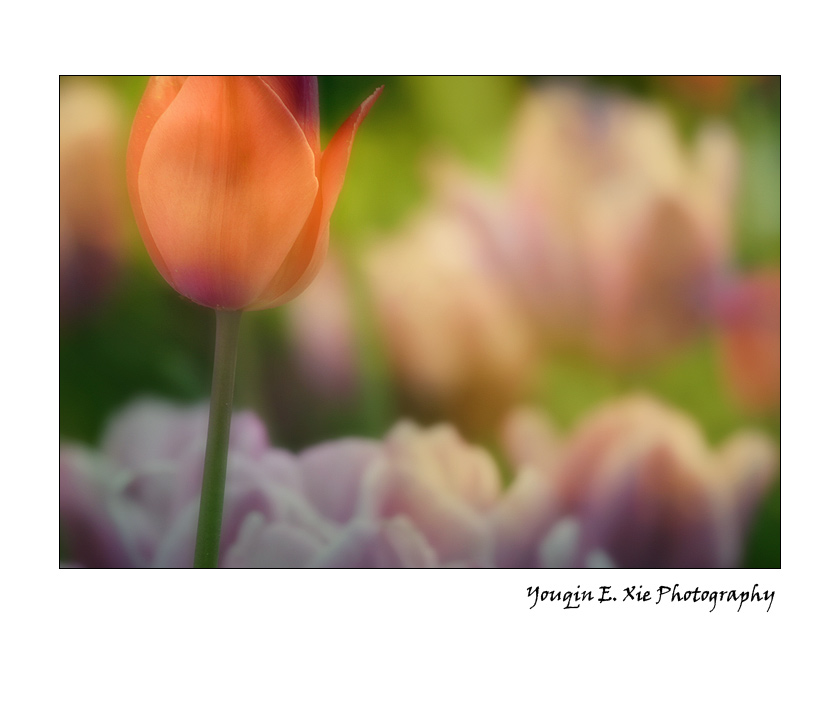 Tulip_2432_B2_F.jpg