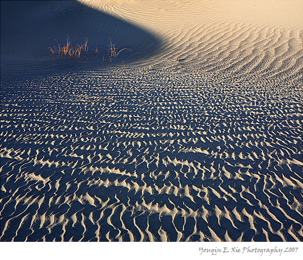 Sand-Dune_MG_6669-4by5.jpg