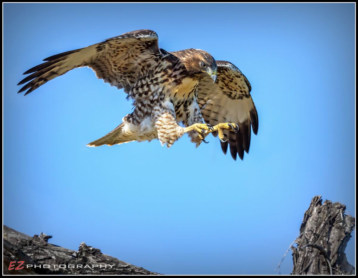 Eddie Zeng 1, Juvenile Red Tail Hwak Practice Landing, June, 2018,  (5).jpg