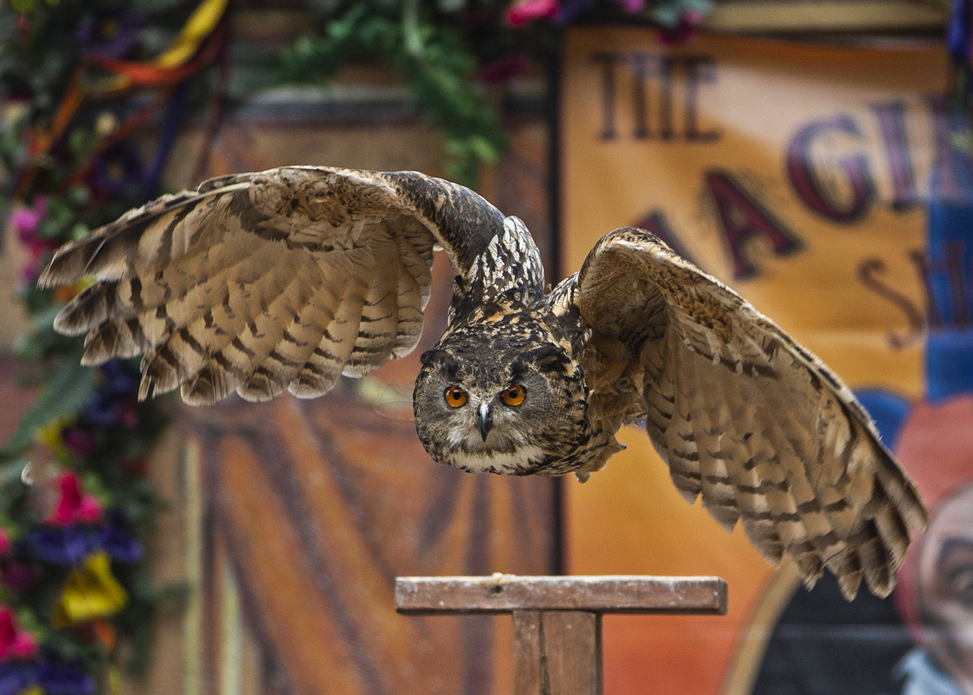 2019 The Renaissance Pleasure Faire (20).jpg