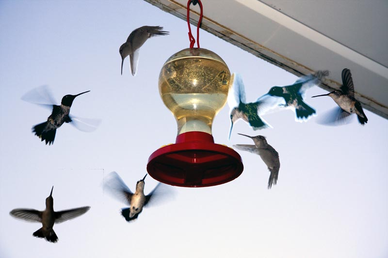 humming #2.jpg