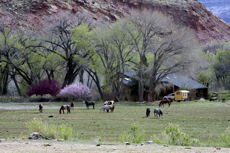 UTAH PASTURE #1.jpg