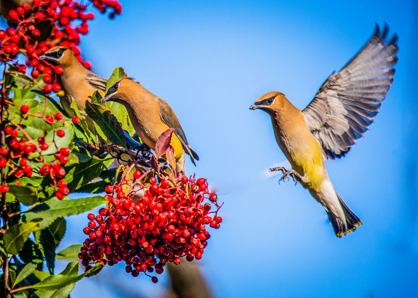 3. Eddie Zeng - CederWax enjoying the red fruits.jpg