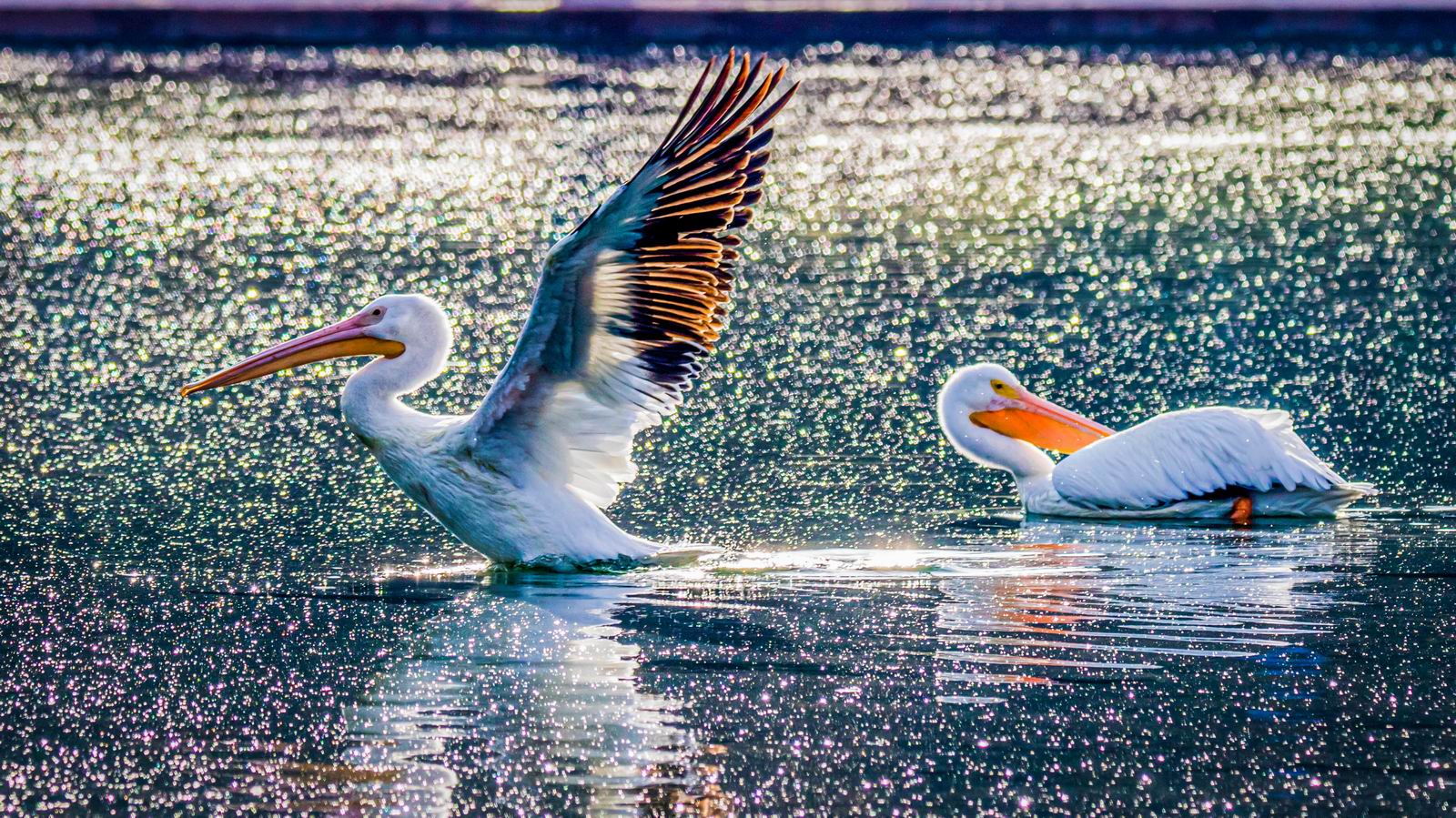 4. Eddie Zeng - Pelicans playing under the morning sun shine.jpg