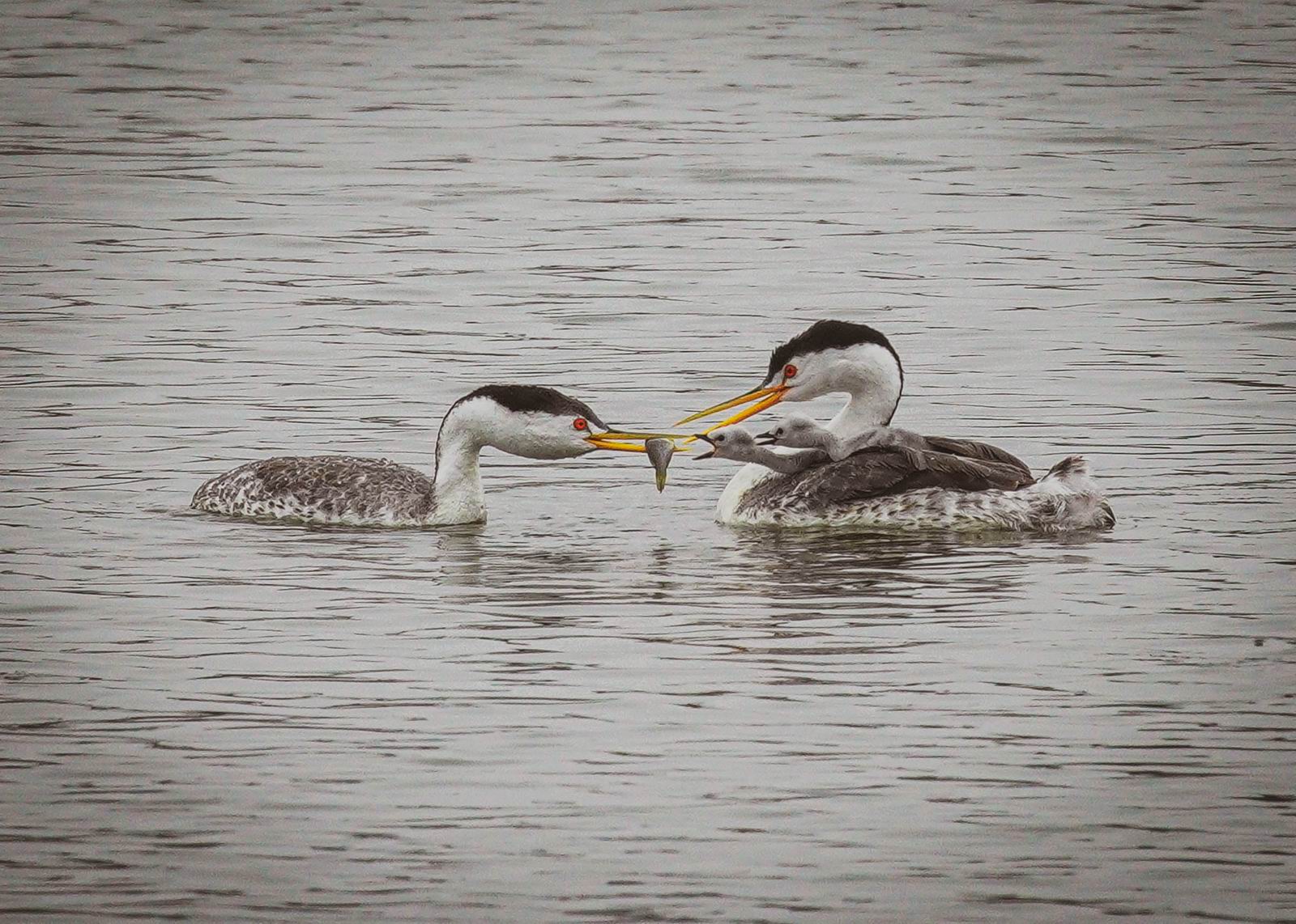 5. Eddie Zeng - Western Grebe family.jpg