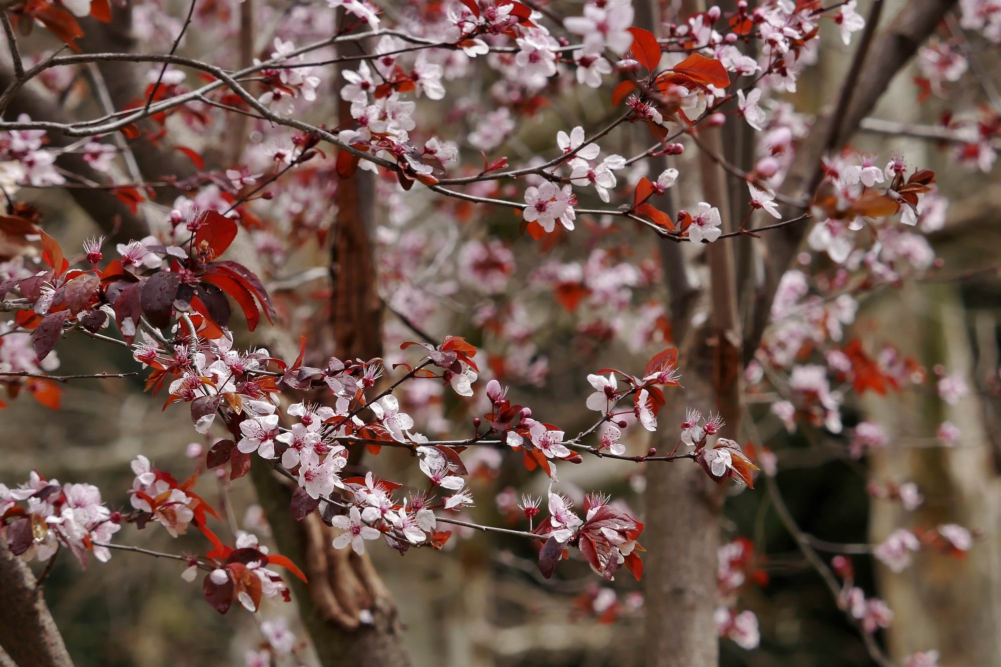 ScottLin_Plum blossom_0002.jpg