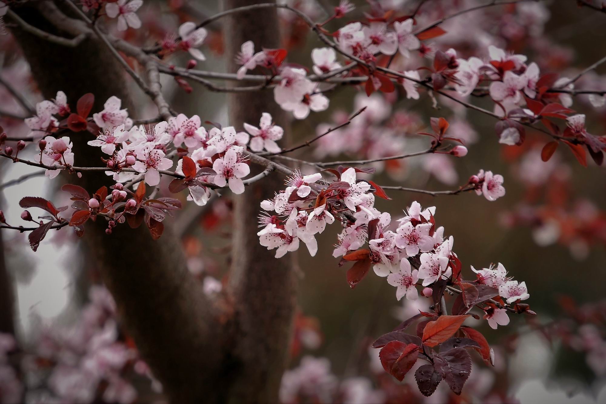 ScottLin_Plum blossom_0003.jpg