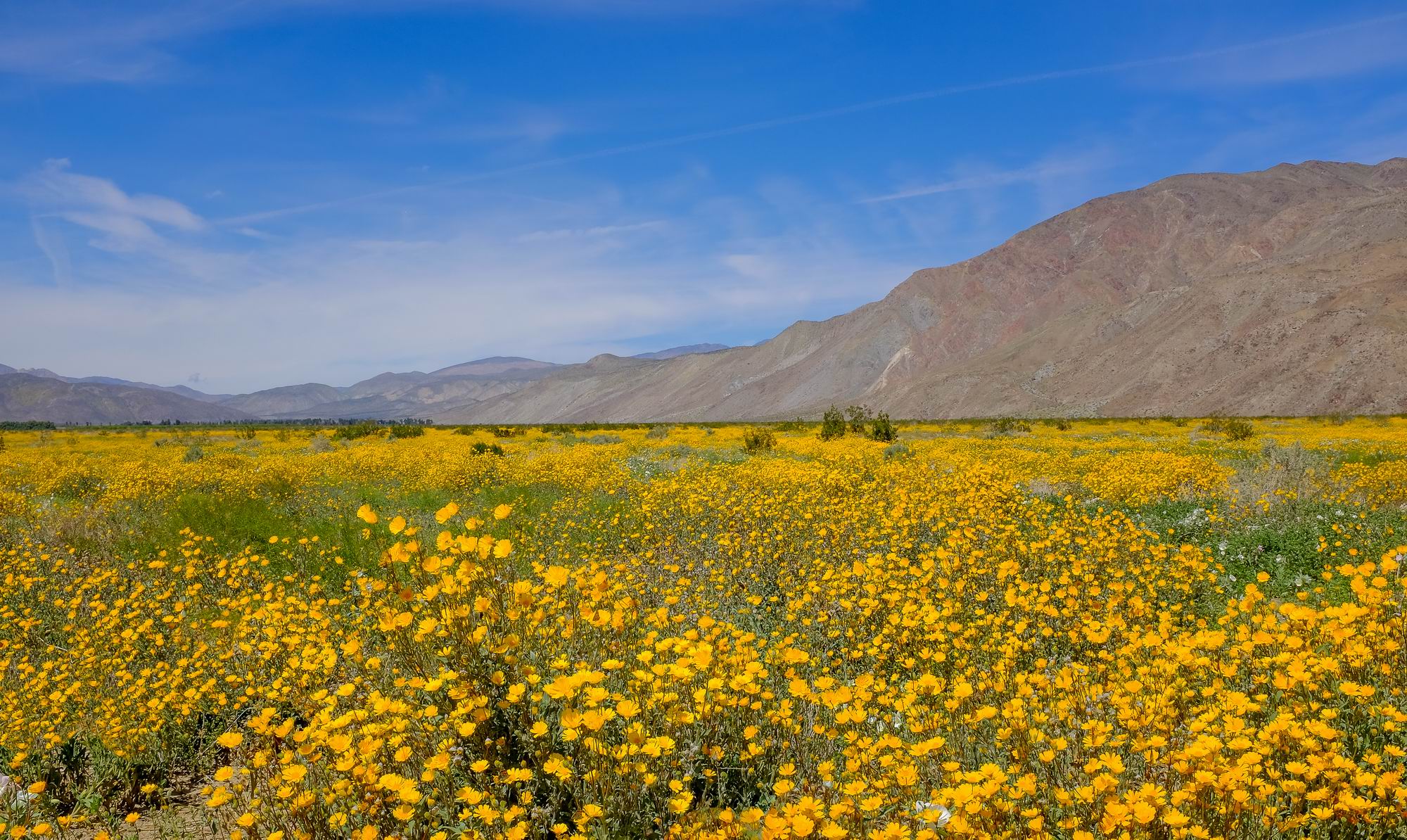 SeanLi_SuperBloomInTheDesert.jpg