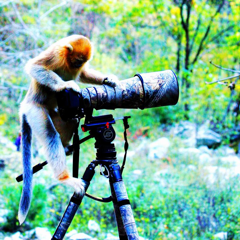 0003_03_金丝猴跟我学摄影-摄影师-002.jpg