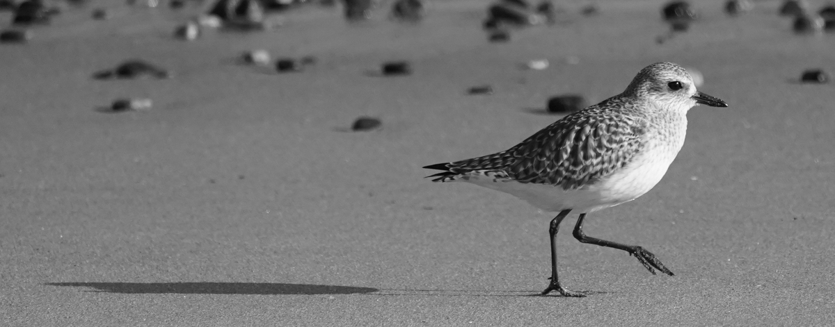 0031_NATURE_GROUP_1_BIRDS of MALIBU_ 6.jpg