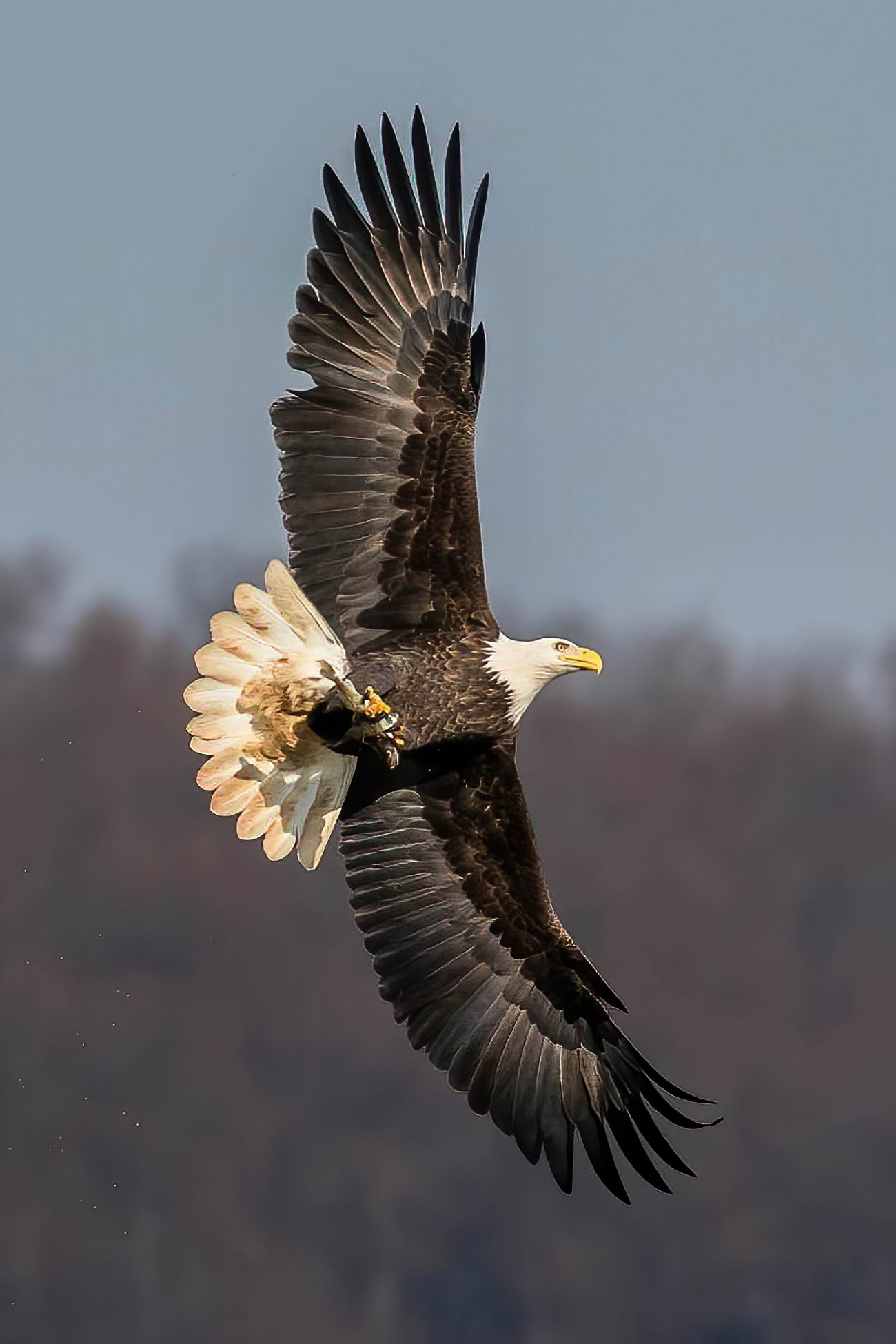 0049_Eagle fishing home-001.jpg