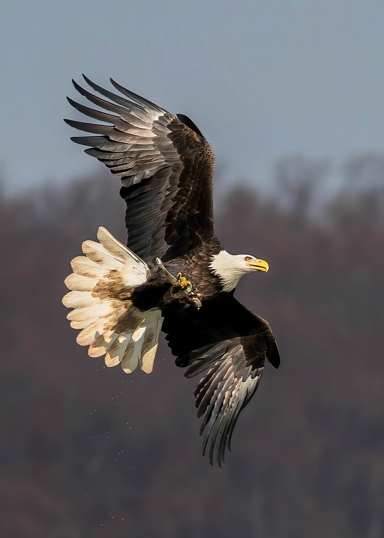 0049_Eagle fishing home-002.jpg