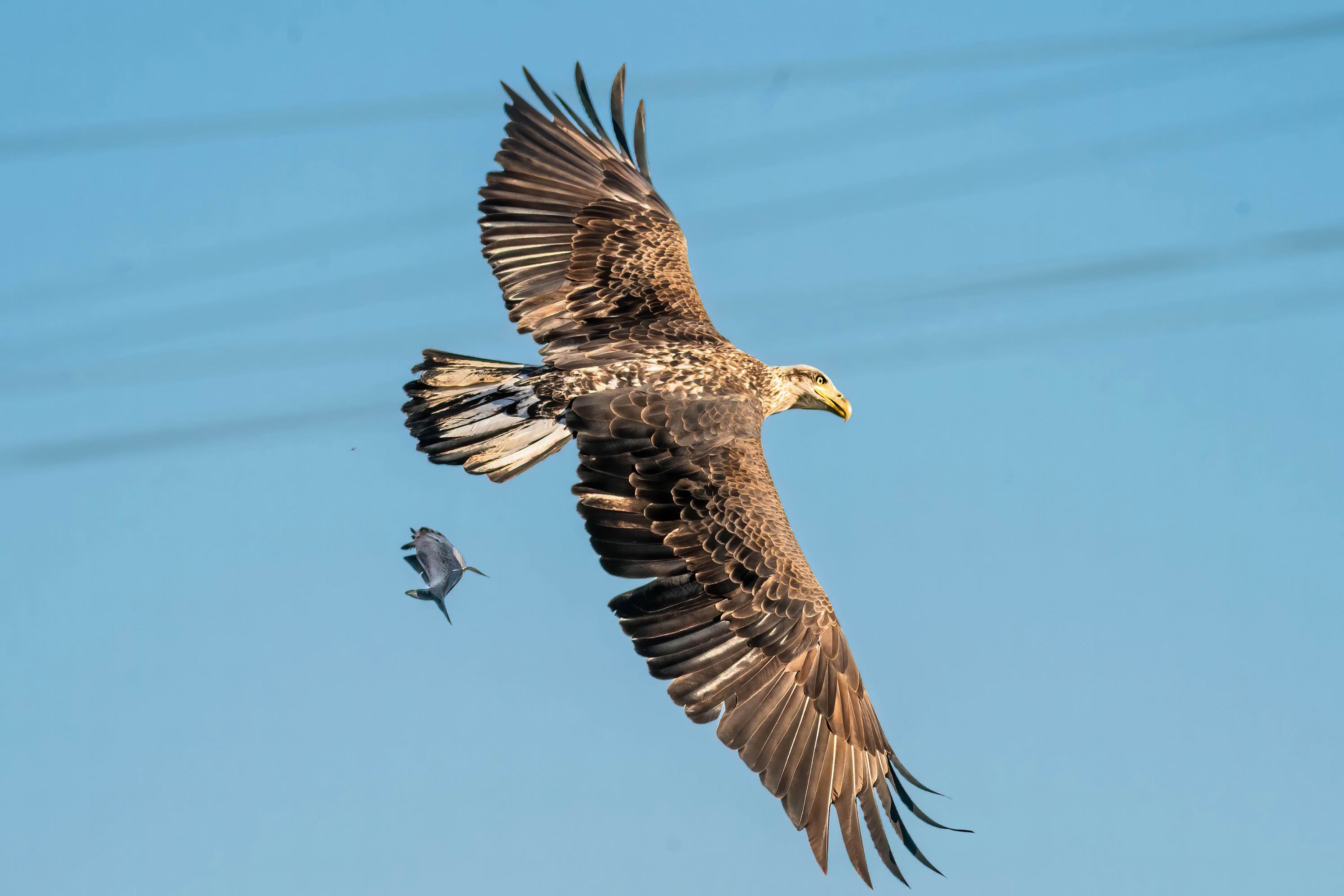 0049_Oppos Moment of a Juvenile Eagle -001.jpg
