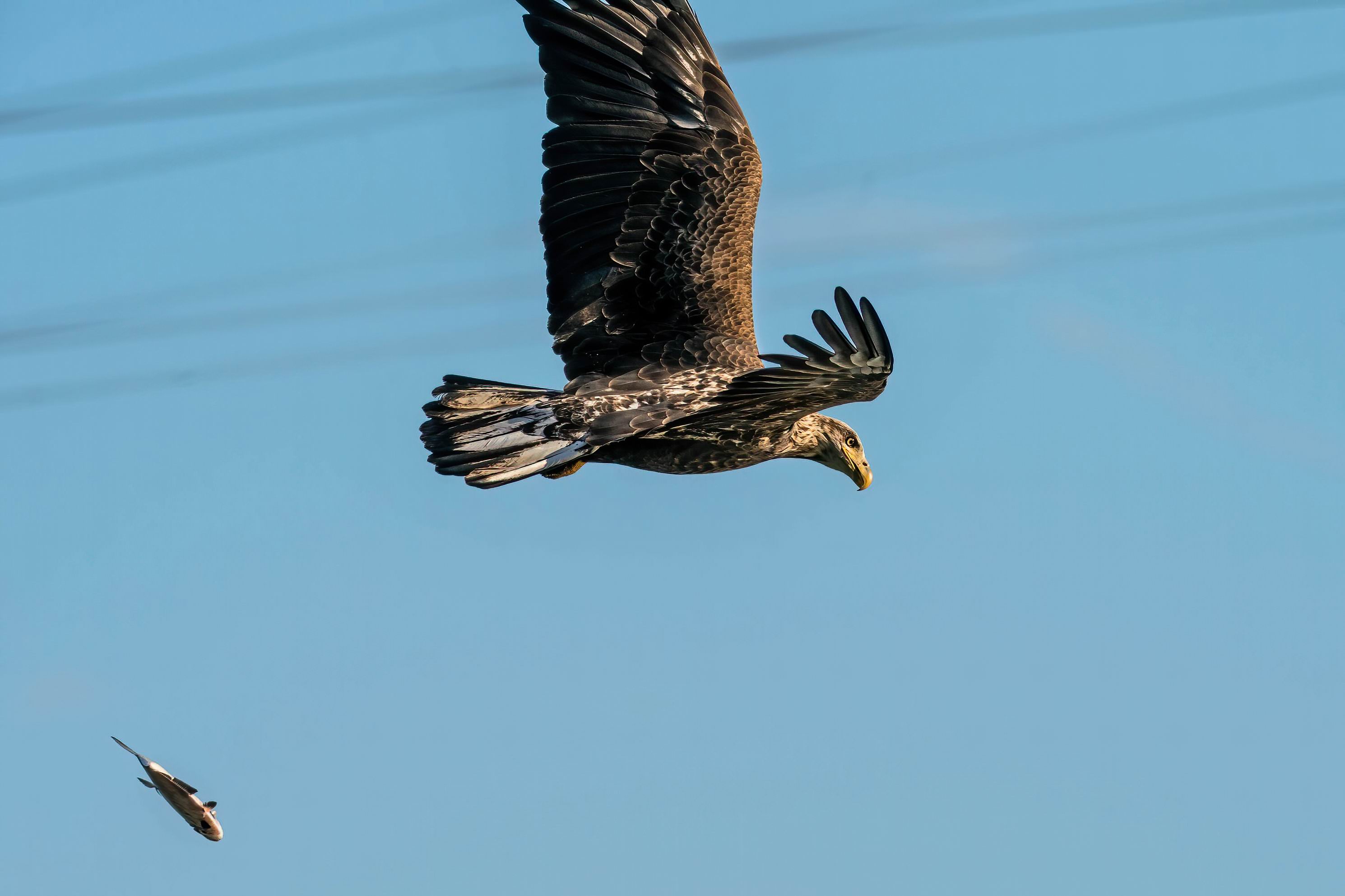 0049_Oppos Moment of a Juvenile Eagle -003.jpg