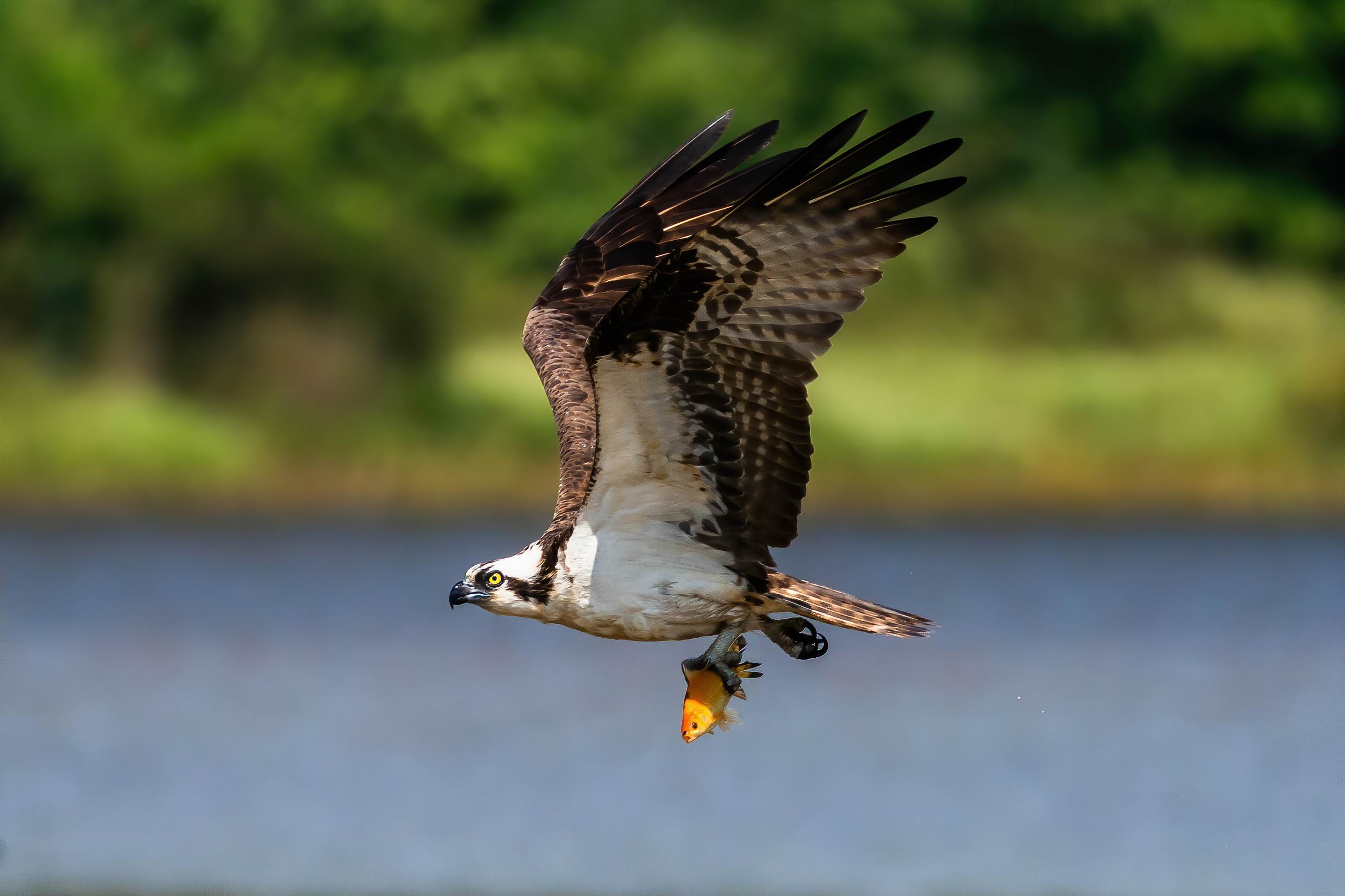 0049_Osprey caught a Japanese Gold fish-001.jpg