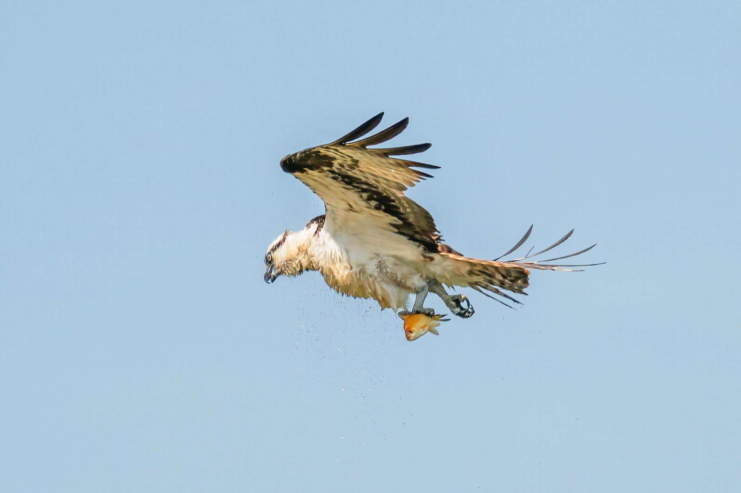 0049_Osprey shacking off water-002.jpg