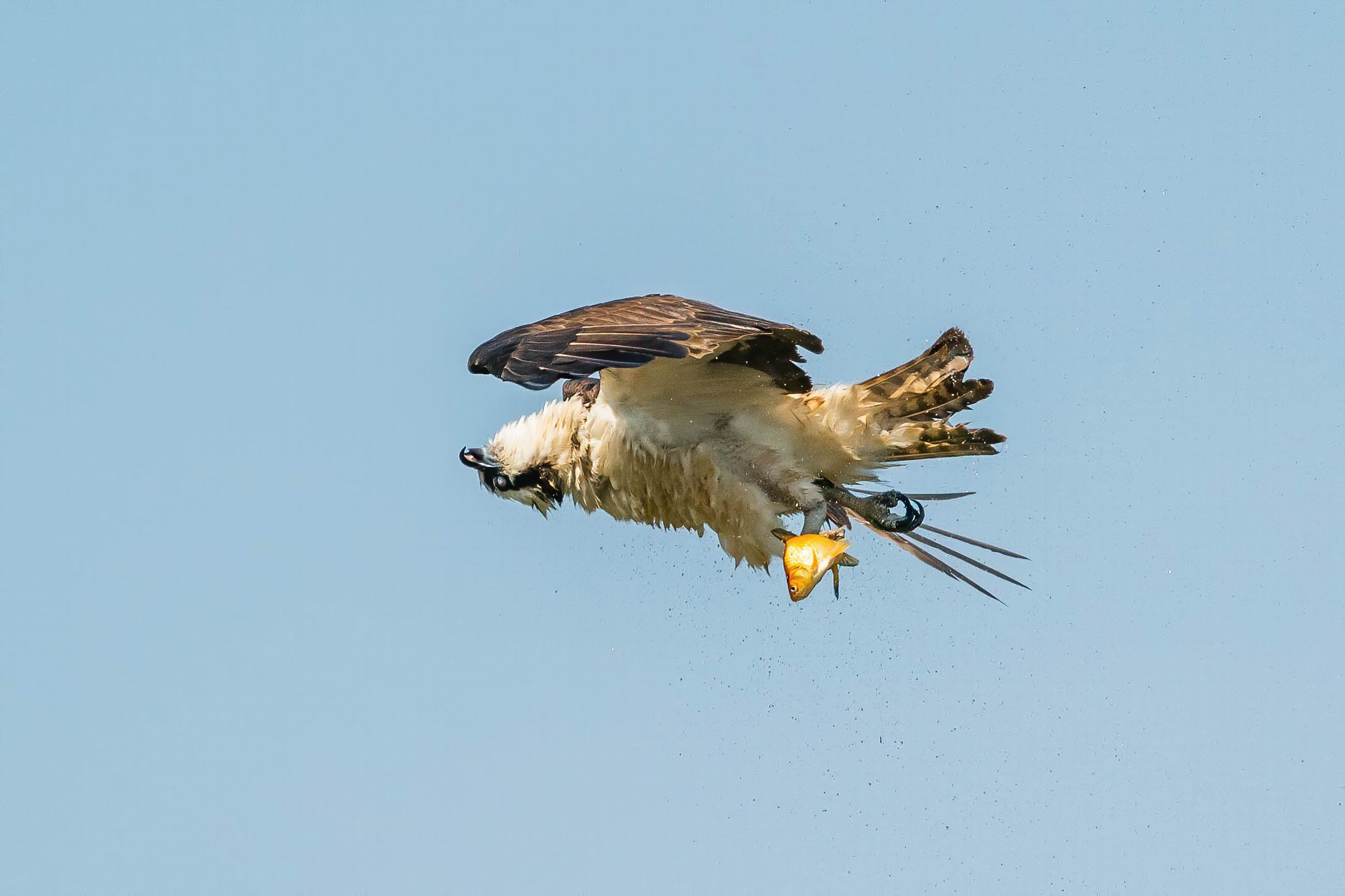 0049_Osprey shacking off water-003.jpg