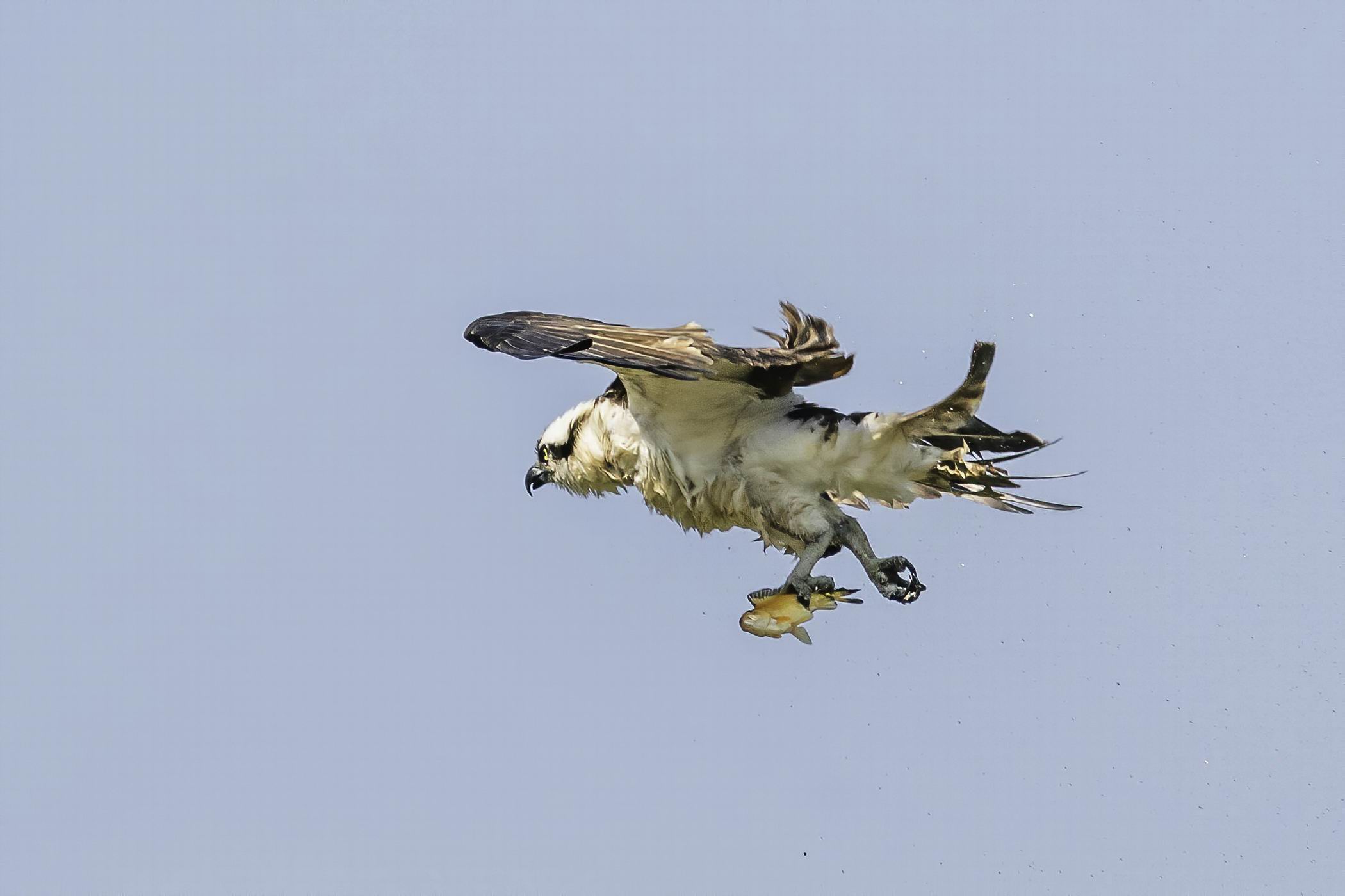 0049_Osprey shacking off water-004.jpg