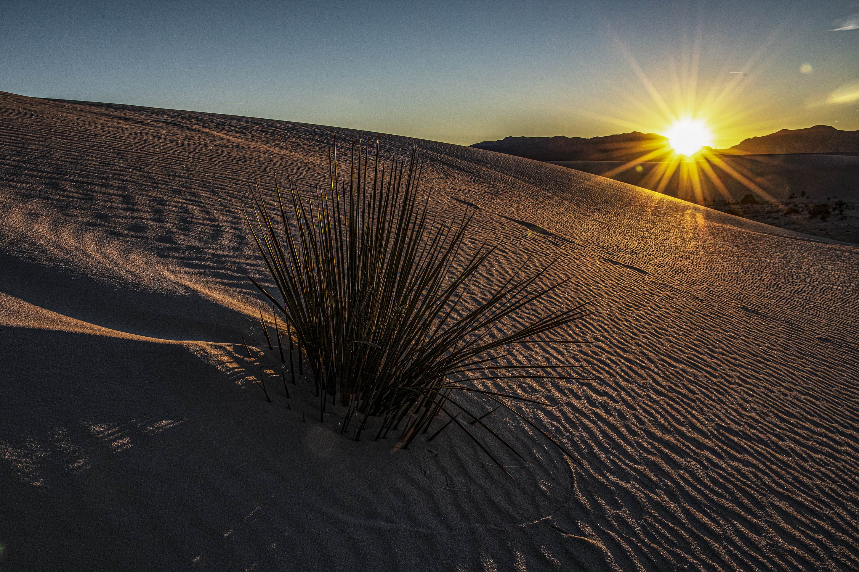 0066_Plant in sand-005.jpg