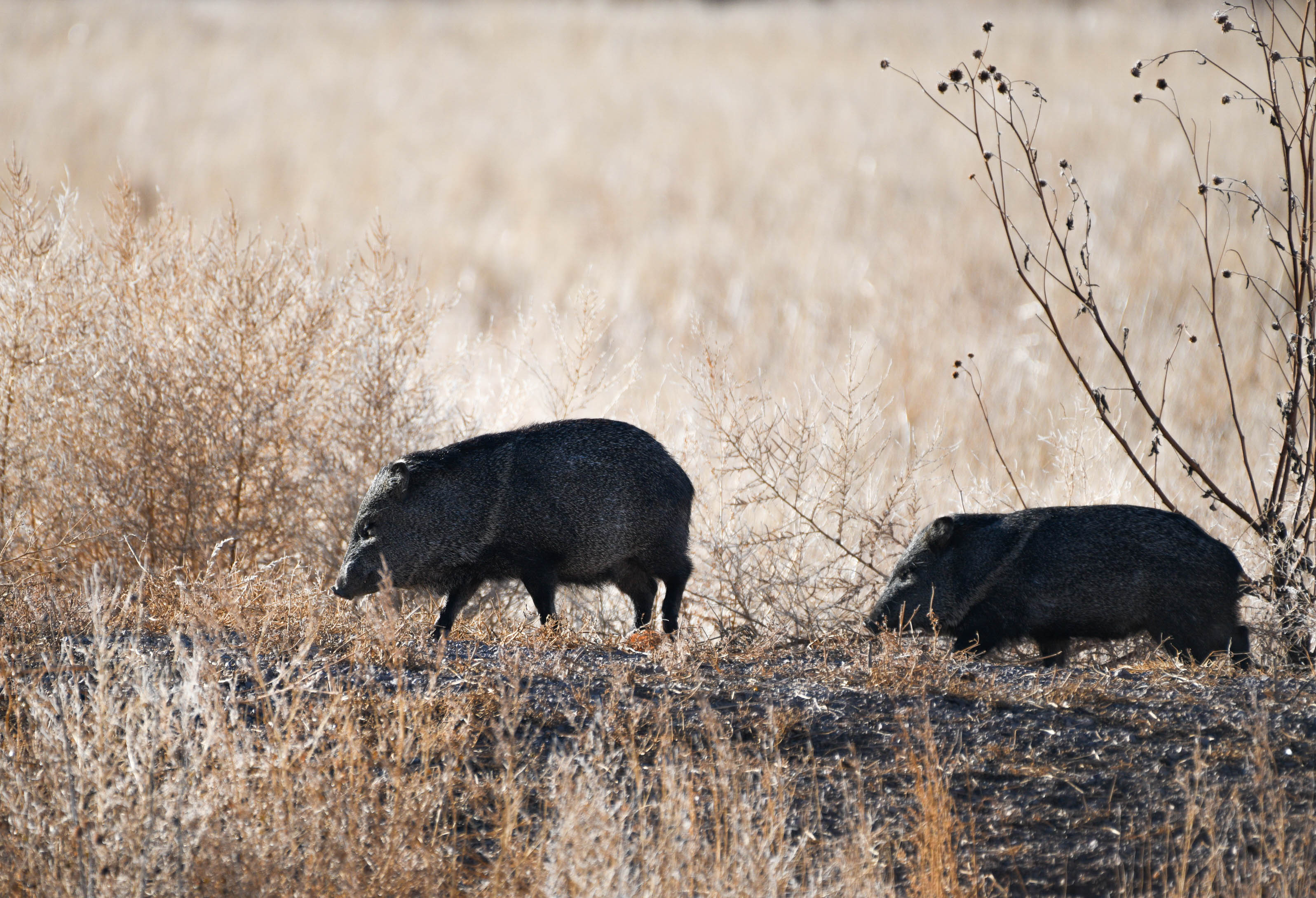 0081_Javelina.jpg