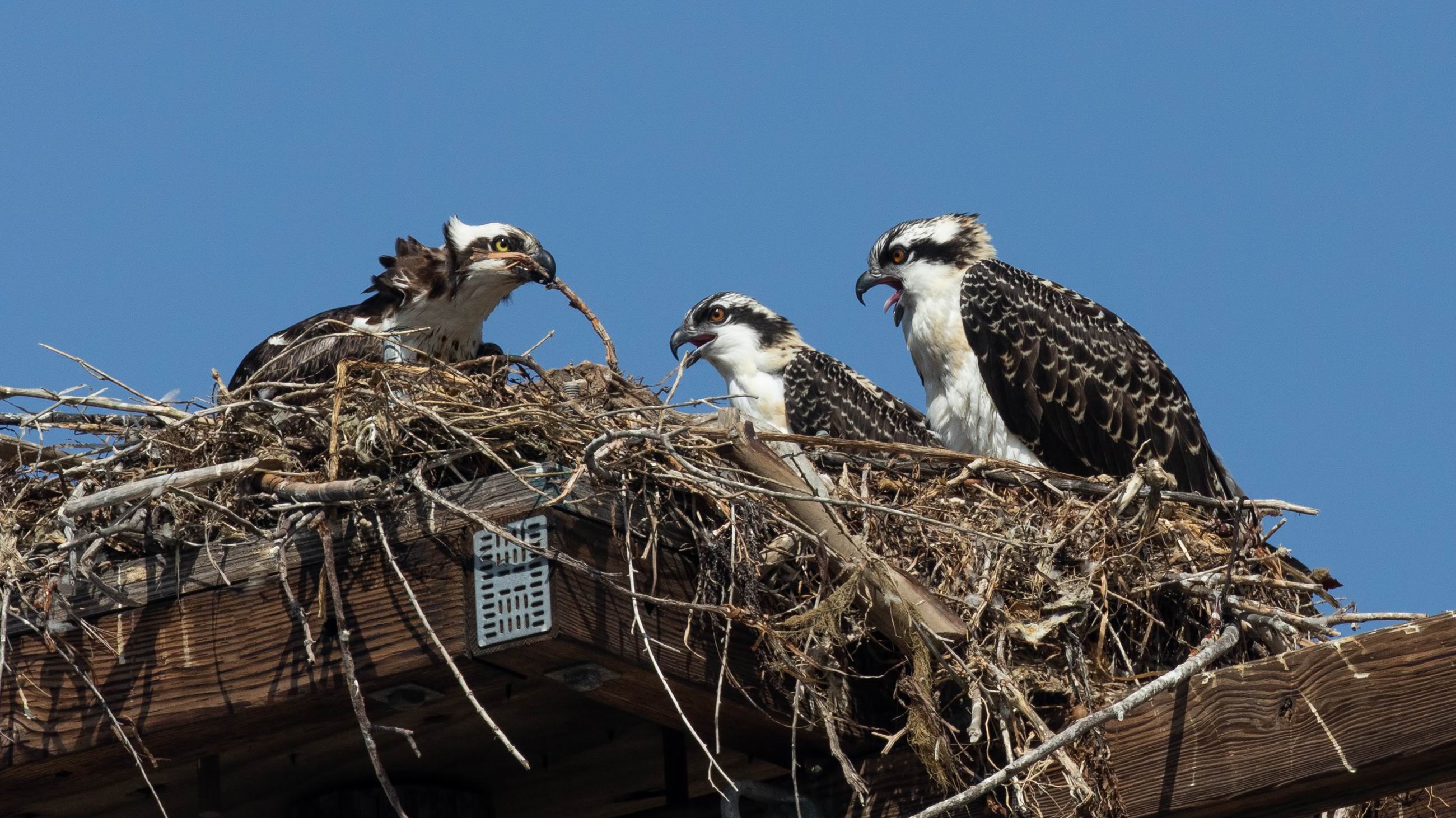 0078_Tidying Nest-001.jpg