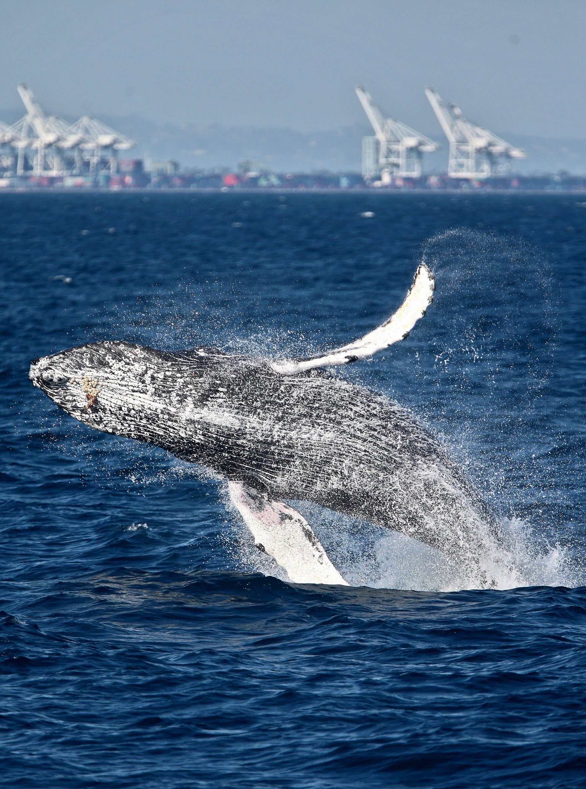 0079_2015-LongBeachCal-Whale-Nature05.jpg