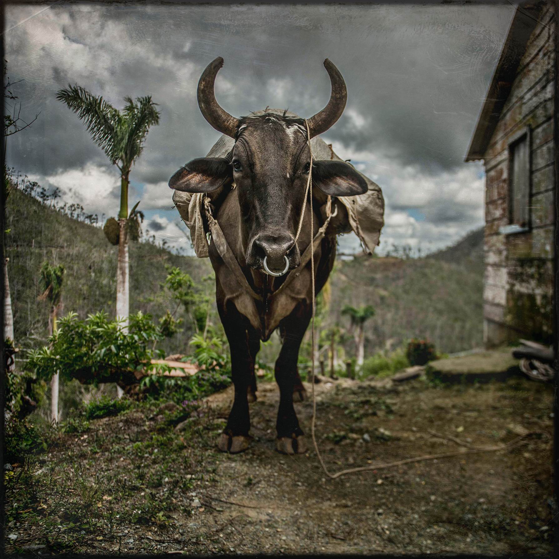 0080_Cuba-Bull-2017-01.jpg
