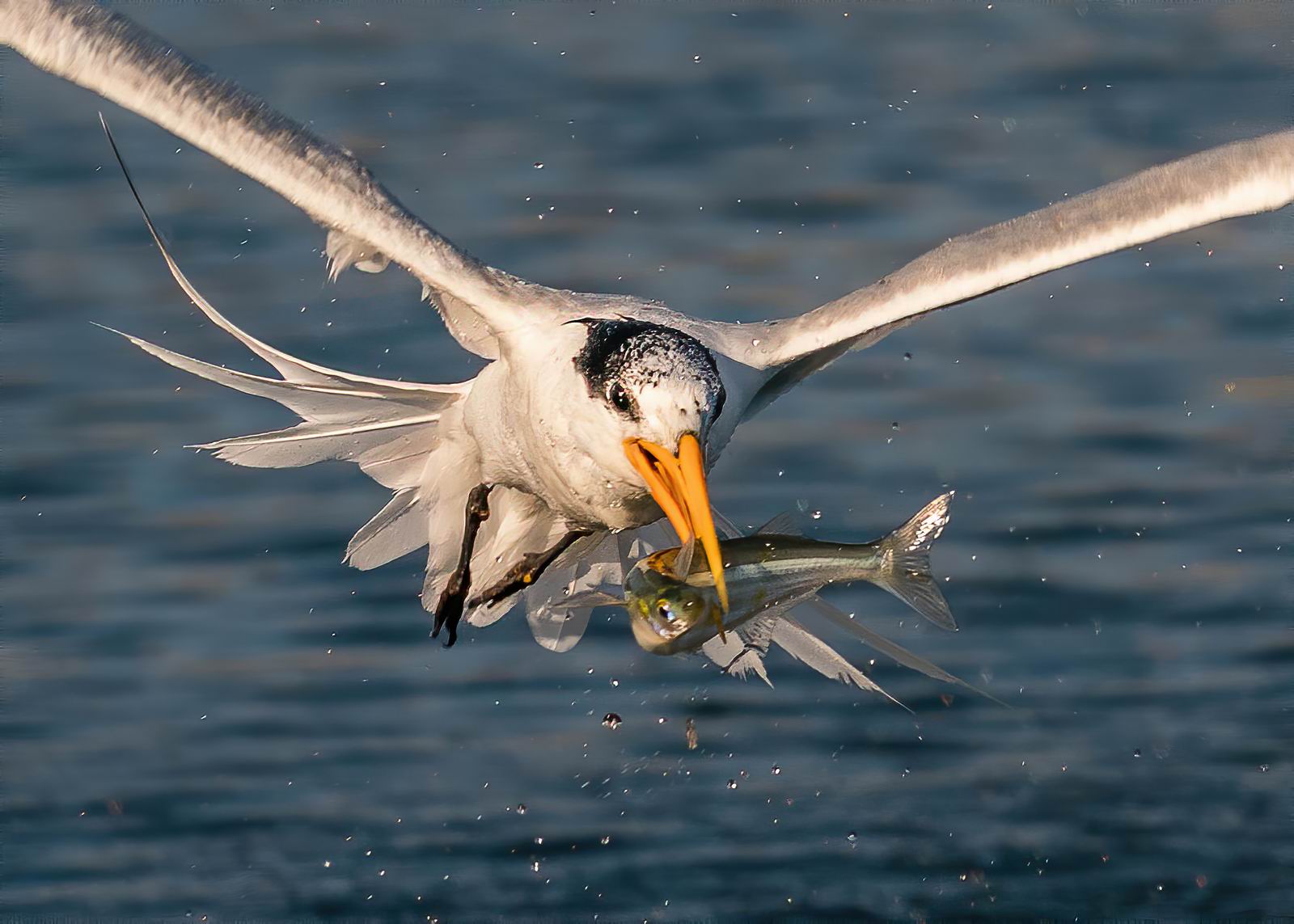 005_小燕欧，大收获, Little Tern, Big Catch.jpg