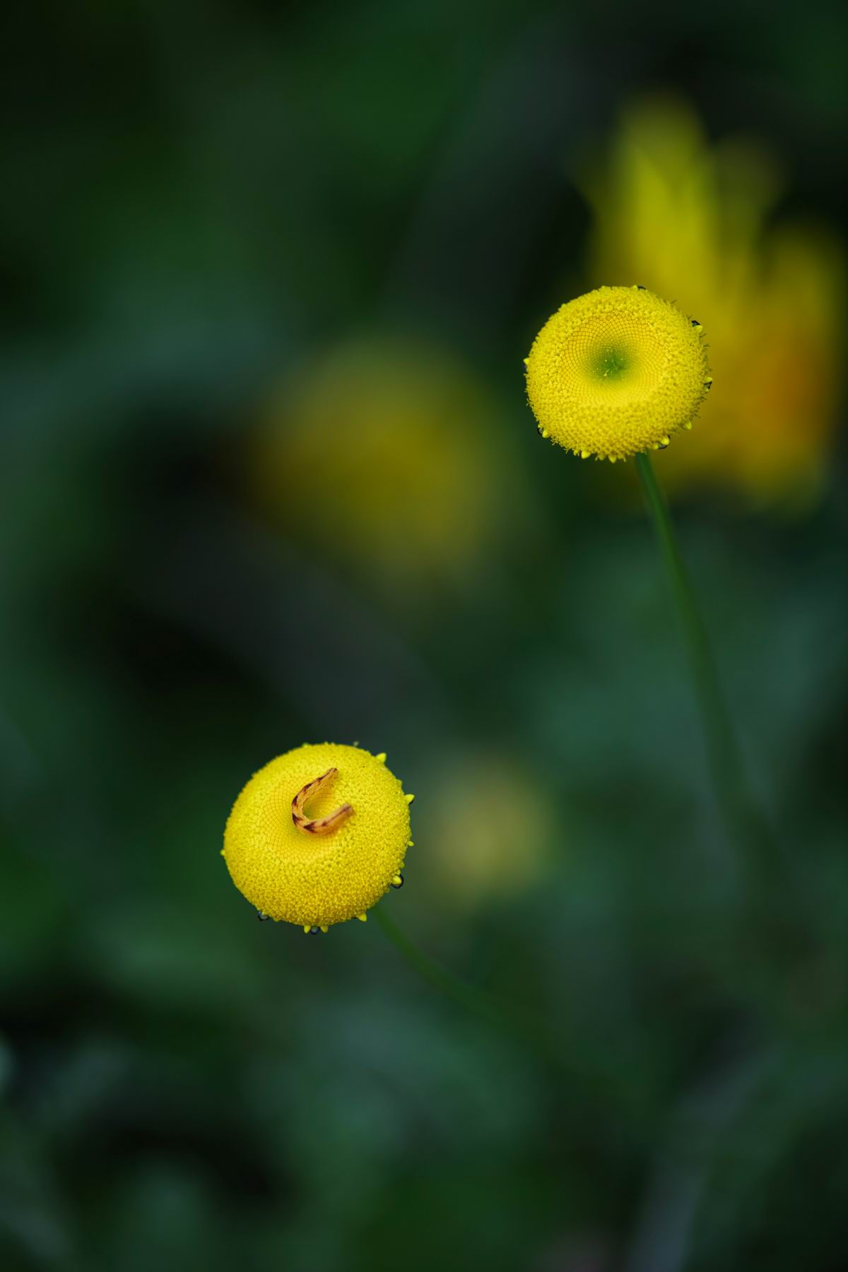 014_《除虫菊》C. cinerariifolium.jpg